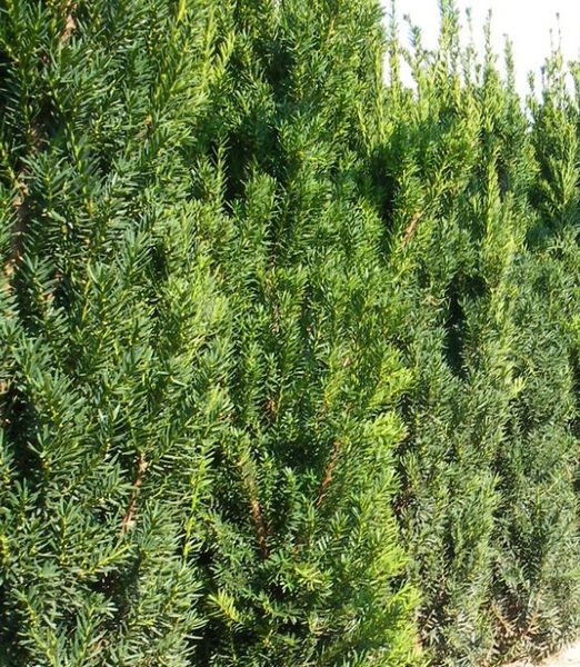 Taxus x media 'Hillii'